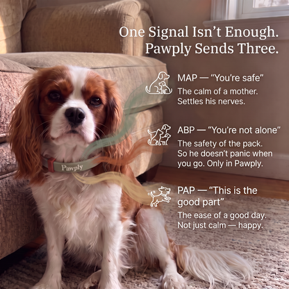 Special Offer — Save $15.90